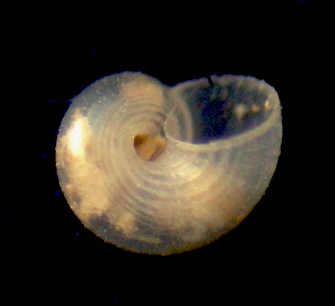 Cirsonella romettensis juv.